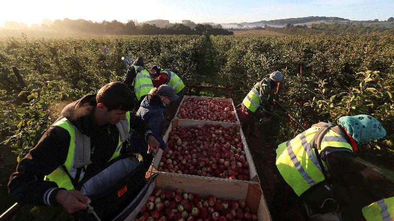 Иммигранты из Восточной Европы на сельскохозяйственных работах в Великобритании. Фото: independent.co.uk