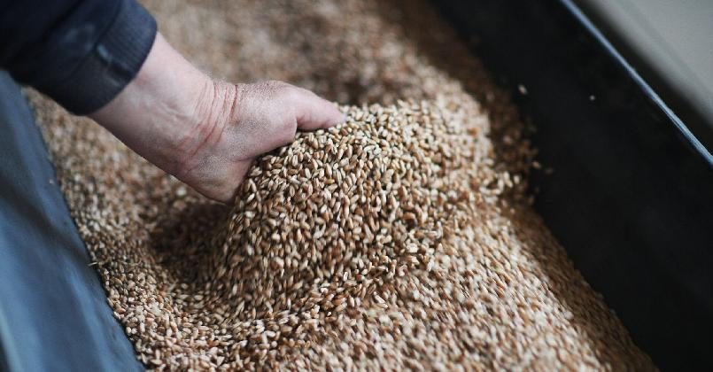 Латвия рекордно увеличила экспорт российского зерна