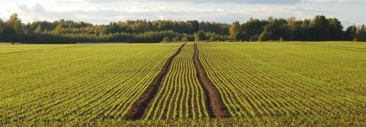 Сельское хозяйство Сельское хозяйство