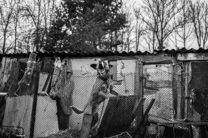 Собака в саду Янины в маленькой деревушке Саламиестис /Фотограф: Ганс Юнг (Hannes Jung)