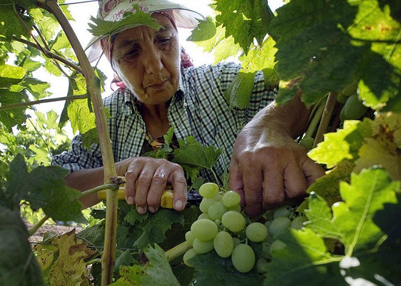 Сбор винограда в Крыму / © РИА Новости / Сергей Мальгавко