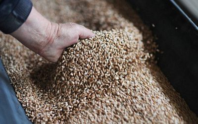 Литва заявила о снижении поставок российского зерна после усиления проверок