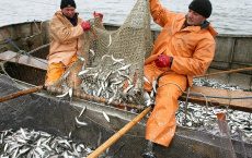 Рыболовная отрасль Латвии и что от нее осталось после развала СССР