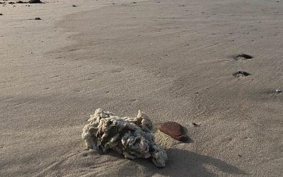 На берег Куршской косы в Калининградской области выбросило парафин