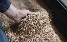 Правительство Польши запретило ввоз зерна с Украины