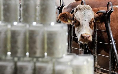 Литва оказала финансовую поддержку производителям молока