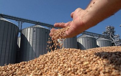 Латвия увеличила закупку зерна из России