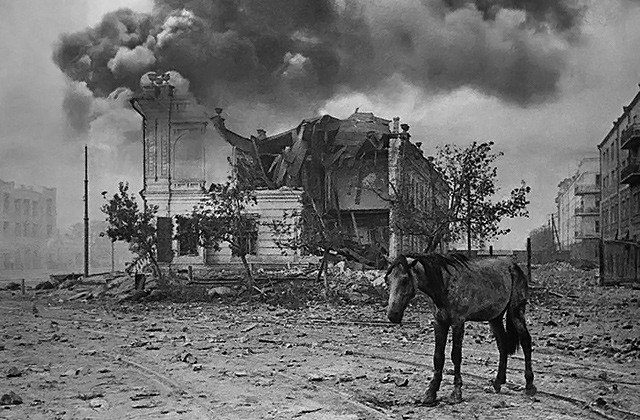 Фото: Лошадь на развалинах Сталинграда, источник: portal-kultura.ru