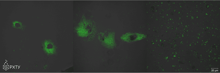 Химики синтезировали соединения, способные подсвечивать ионы кальция в ...