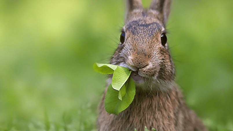 Сказка «Почему у зайца губа рассечена»