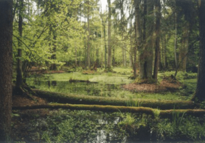 Беловежский лес