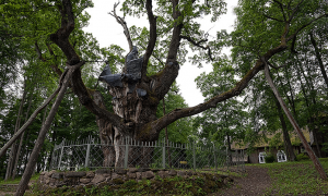 Стелмужский дуб, Литва