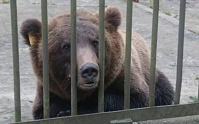 России вернули пойманного в Эстонии медведя Прошу 
