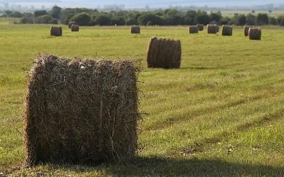 В Литве раскритиковали Еврокомиссию за сокращение аграрного финансирования