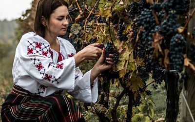 Белый аист уходит в пике: виноделие в Молдове находится на пороге исчезновения