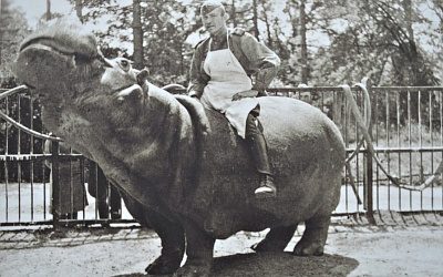 «Дал 4 литра водки бегемоту. После чего он стал сильно просить кушать»: как советский зоотехник спас немецкого бегемота