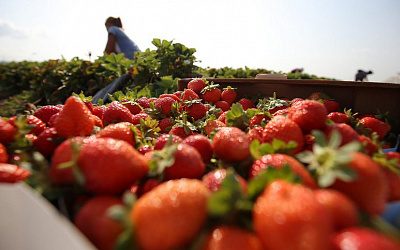 Глава МИД Эстонии призвал выслать украинских гастарбайтеров за нарушение самоизоляции