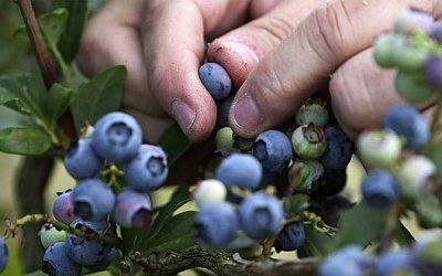 Белорусская голубика переезжает на север России