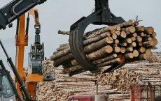 В Молдове из-за кризиса удвоился объем незаконных лесозаготовок