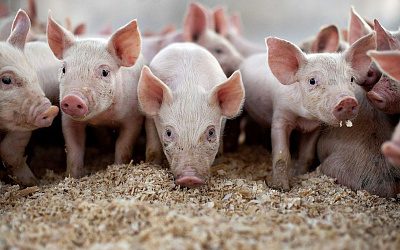 Ликвидация свиноводства или массовая эпидемия: кто управляет вирусом АЧС в Прибалтике?