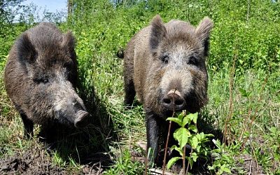 В Латвии зафиксирована крупная вспышка африканкой чумы свиней