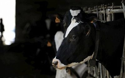 Фермеры бьют в набат: эстонцам придется забыть о «молочных реках»