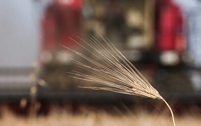 Литва вслед за Латвией задумалась об ограничении импорта зерна из России