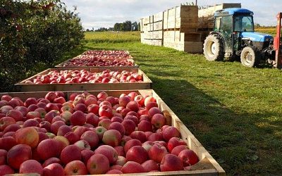 Ряд предприятий Молдовы возобновляет поставки плодоовощной продукции в Россию