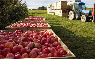 Шанс на спасение: Россия разрешила импорт молдавских фруктов