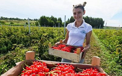 В Польше пропадает урожай ягод из-за ситуации на Украине