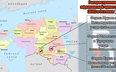 В Эстонии около свинофермы собрались протестующие