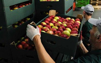 В Молдове ждут от России официального подтверждения об эмбарго на сельхозпродукцию