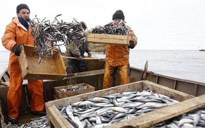 Литва потребовала, чтобы Россия сократила добычу рыбы в Балтийском море