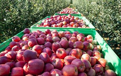 Молдова заморозила переговоры о снятии запрета на поставки товаров в Россию