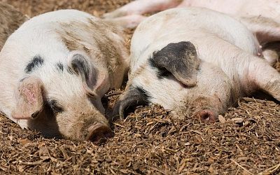 Россельхознадзор запретил поставки свинины из Латвии из-за АЧС