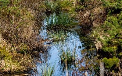 В Литве предложили использовать болота на границе как «естественный щит»