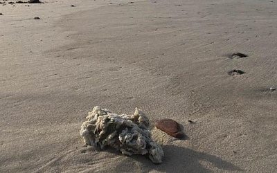 На берег Куршской косы в Калининградской области выбросило парафин