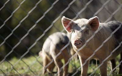 В Эстонии выявлен очередной очаг африканской чумы свиней