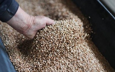 Правительство Польши запретило ввоз зерна с Украины
