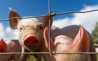 В странах Балтии продолжают фиксировать новые крупные вспышки чумы свиней