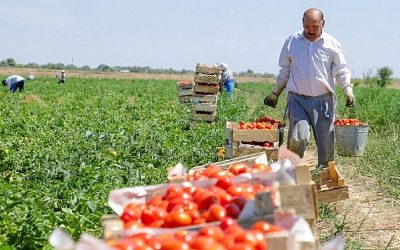 Латвия останется без урожая из-за нехватки рабочей силы