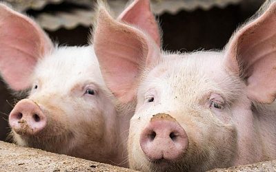 В Эстонии ограничили доступ к крупнейшей свиноферме страны