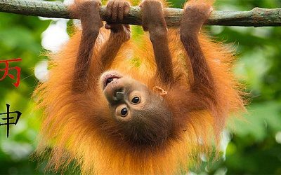 «Огненные обезьяны» среди  прибалтийских политиков