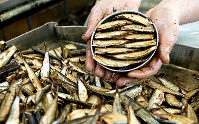 Россельхознадзор вернул прибалтийские шпроты в Россию