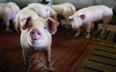 Финляндия усилит контроль за продуктами из Эстонии