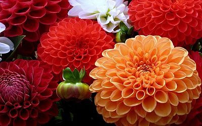 Россия готовит новые санкции против стран Балтии