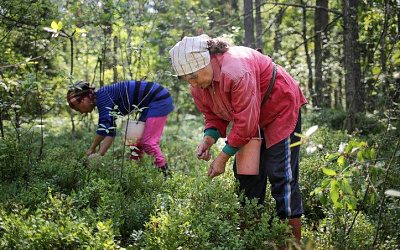 Финляндия запретила въезд украинским сборщикам лесных ягод