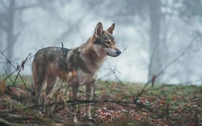 В Эстонии фермеры обеспокоены из-за участившихся встреч с крупными хищниками