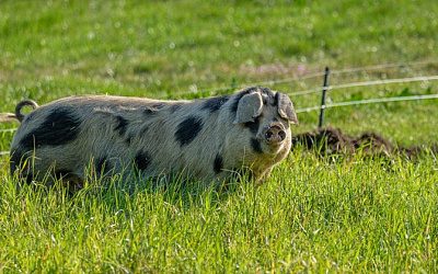 В Литве обнаружена новая вспышка африканской чумы свиней