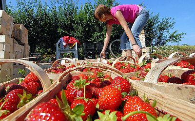 Добровольные каторжане: украинцы готовы ехать в Польшу, несмотря на унижения